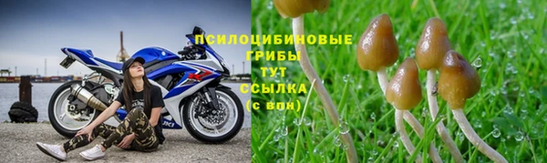 крисы Аркадак